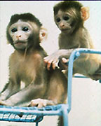 Two immature rhesus
monkeys 
