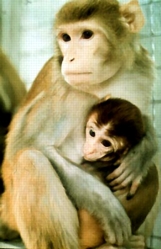 A mother rhesus monkey holding her
infant