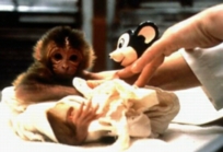 An infant rhesus being tested by SNAP