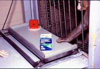 A rhesus monkey in the
WGTA