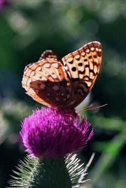 backlit fritillary