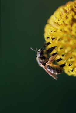 bee flower